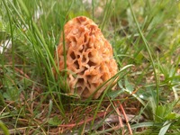 收藏者头像 ： ： Joan Ribas [joanet1963]