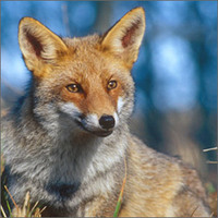 收藏者头像 ： UZIFOX-IT