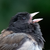 junco