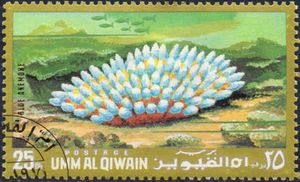 Sea Anemone (Actiniaria)