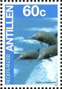 Spinner Dolphin (Stenella longirostris)