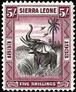 African Elephant (Loxodonta africana)