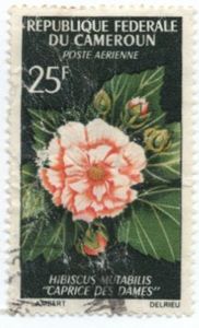 Stamp Hibiscus Mutabilis Cameroon Flowers 1966 Mi Cm 466 Sn Cm C70 Yt Cm Pa81