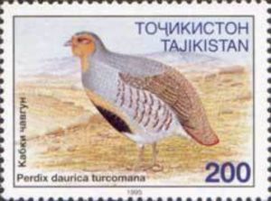 Stamp Daurian Partridge (Perdix dauurica) (Tajikistan(Endangered Birds
