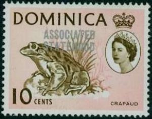 Giant Ditch Frog (Leptodactylus fallax) 