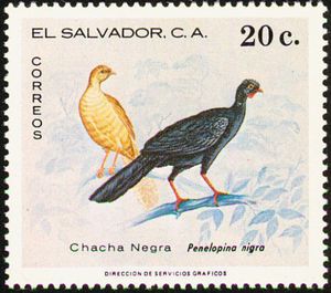 Highland Guan (Penelopina nigra)