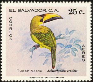 Northern Emerald Toucanet (Aulacorhynchus prasinus)
