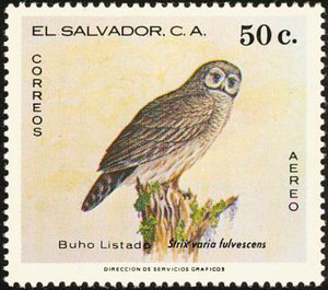 Fulvous Owl (Strix varia fulvescens)
