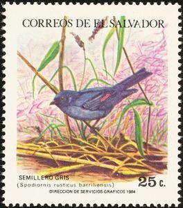 Slaty Finch (Spodiornis rusticus barrilesensis)