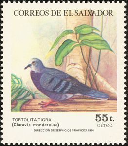 Maroon-chested Ground Dove (Claravis mondetoura)