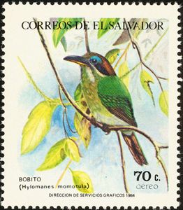 Tody Motmot (Hylomanes momotula)