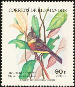 Belted Flycatcher (Xenotriccus callizonus)