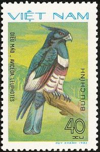 Black Baza (Aviceda leuphotes)