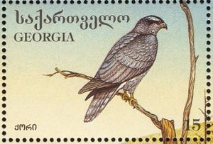 Northern Goshawk (Accipiter gentilis)