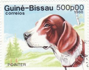 English Pointer (Canis lupus familiaris)