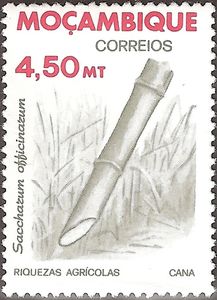 Sugarcane (Saccharum officinarum)