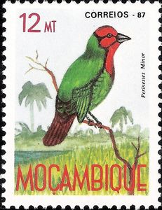 Lesser Seedcracker (Pyrenestes minor)