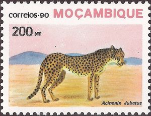 Cheetah (Acinonyx jubatus)