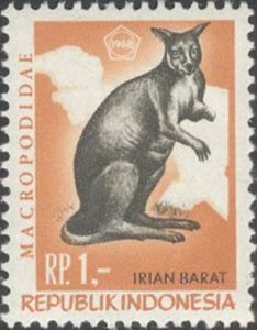 New Guinea Pademelon (Thylogale browni)