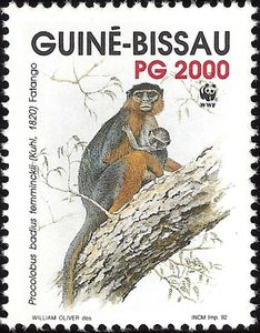 Temminck's Red Colobus (Procolobus badius temminckii)