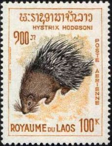 Himalayan Porcupine (Hystrix hodgsoni)