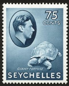 Aldabra Giant Tortoise (Aldabrachelys gigantea)