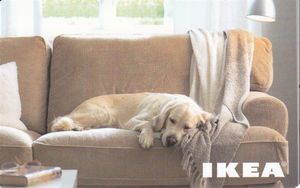 ikea catalog dog