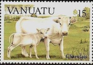 Charolais Cattle (Bos primigenius taurus) - Cow with Calf