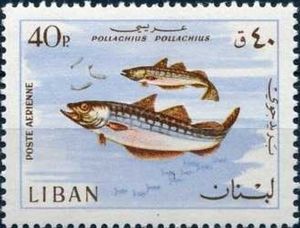 European Pollock (Pollachius pollachius)