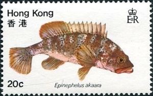 Hong Kong Grouper (Epinephelus akaara)