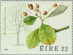 Irish Whitebeam (Sorbus hibernica)