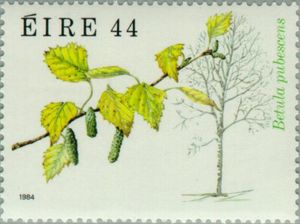 Downy Birch (Betula pubescens)