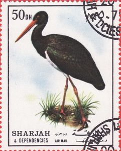 Black Stork (Ciconia nigra