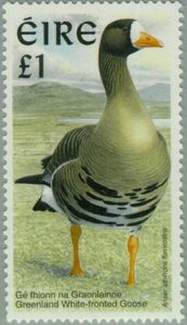 Greenland White-fronted Goose (Anser albifrons flavirostris)