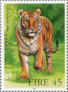 Tiger (Panthera tigris)