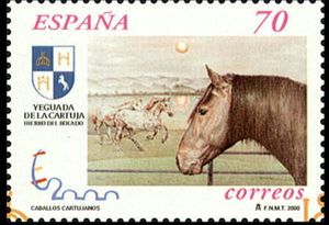 Carthusian Horse (Equus ferus caballus)