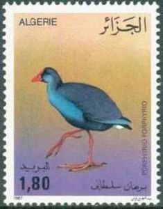 Western Swamphen (Porphyrio porphyrio)