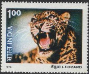 Leopard (Panthera pardus)