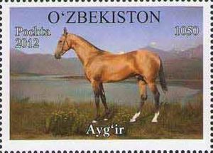 "Aygir" (Equus ferus caballus)