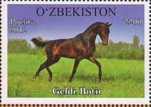"Geldi Botir" (Equus ferus caballus)