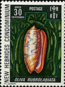 Red-lip Olive (Oliva rubrolabiata)