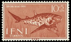 Nursehound (Scyliorhinus stellaris)