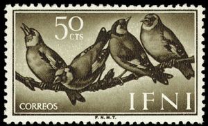 European Goldfinch (Carduelis carduelis)