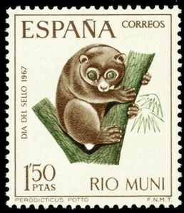 Milne-Edwards's Potto (Perodicticus edwardsi)
