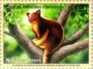 Bennett's Tree Kangaroo (Dendrolagus bennettianus)