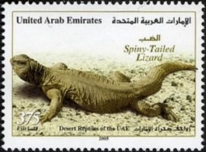 Egyptian Spiny-tailed Lizard (Uromastyx aegyptia)