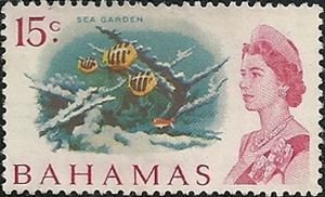 Sea Garden, Nassau - Sergeant Major (Abudefduf saxatilis)