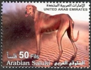 Saluki (Canis lupus familiaris)