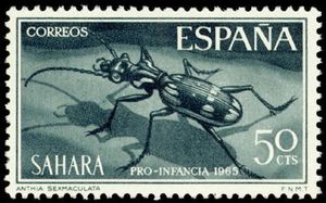 Egyptian Predator Beetle (Anthia sexmaculata)