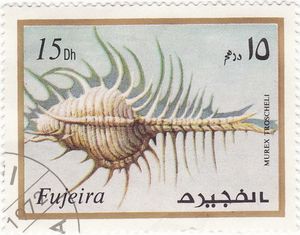 Troschel's Murex (Murex troscheli)